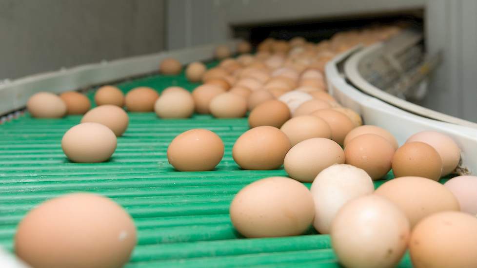 Fipronil gedupeerde leghennenhouder beurt helft van prijs' | - Nieuws
