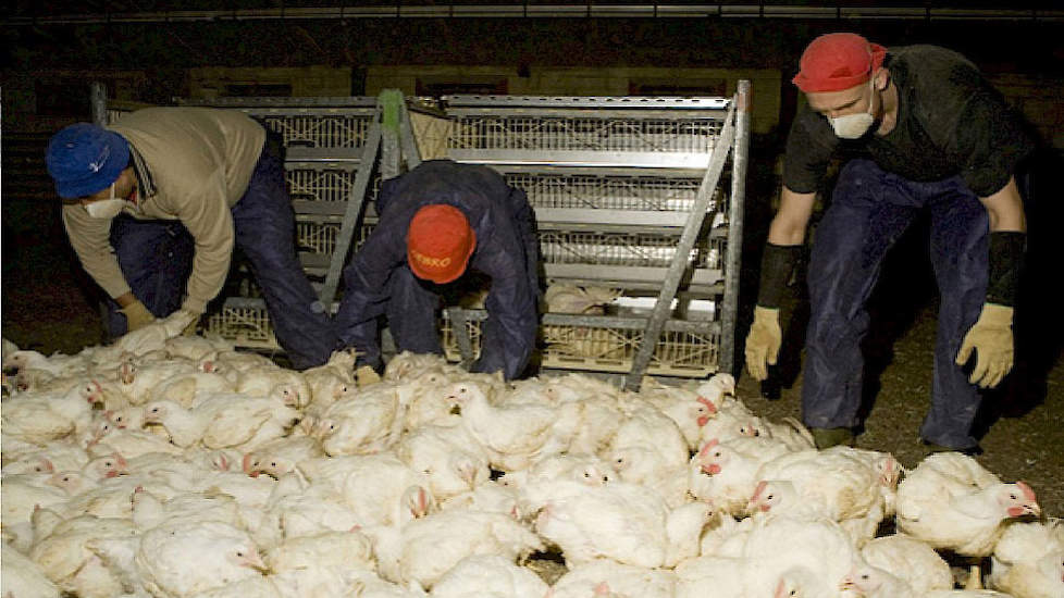 Wageningen Livestock Research (WLR) onderzoekt voor LTO/NOP de oorzaken van vang- en laadletsel bij vleeskuikens omdat hierover nog veel onbekend is.