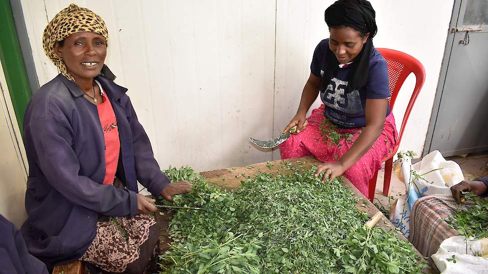 Deze vrouwen snijden Alfalfa, wat achter de boerderij groeit. „Dit gebruiken we om stress te verminderen.”
