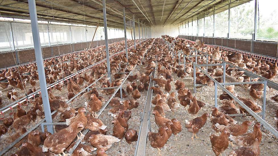 De opfokkuikens komen van Agromix uit Nederland of België. „We ontvangen altijd H&N Brown Nick. In het land is vrijwel geen witte buitenlandse hen te vinden. Al denken we er aan om een keer een kleine koppel van een paar duizend witte hennen te bestellen.