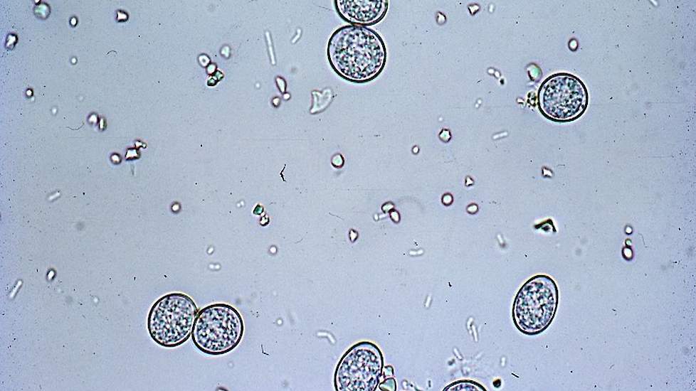 Eimeria tenella