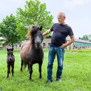 Freiland houder Martin Schothorst met zijn pony's