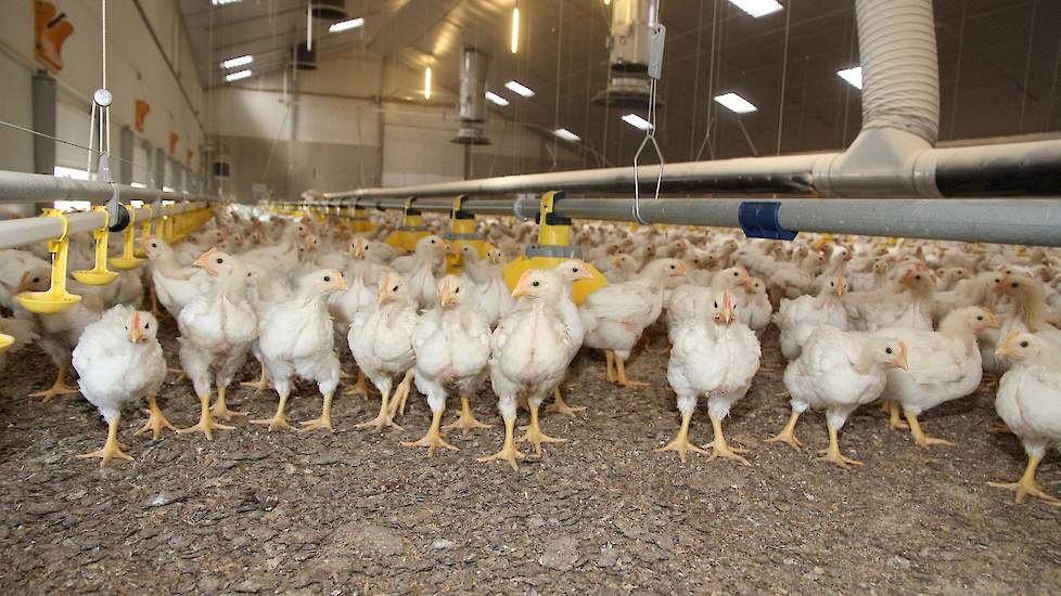 “We zijn inmiddels gewend aan het houden van kuikens,” vertelt John. “Het belangrijkste is het kijken naar de dieren, dat is niet anders dan voorheen. Ik loop in ieder geval twee keer per dag door de stal. In de eerste ronde hebben we iedere week begeleid