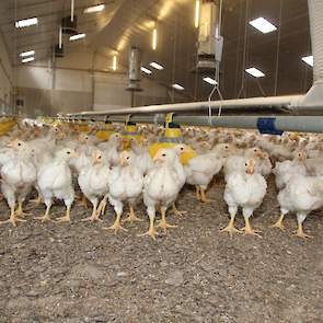 “We zijn inmiddels gewend aan het houden van kuikens,” vertelt John. “Het belangrijkste is het kijken naar de dieren, dat is niet anders dan voorheen. Ik loop in ieder geval twee keer per dag door de stal. In de eerste ronde hebben we iedere week begeleid