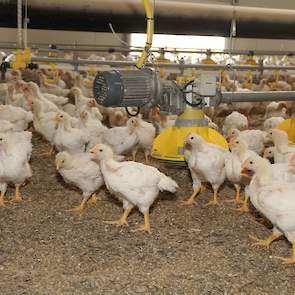 John en Virginie hebben inmiddels vier rondes gedraaid in de nieuwe stal en een ronde in de verbouwde bestaande stal. De resultaten zijn erg goed. De uitval is altijd onder de 2% geweest, en zit  gemiddeld rond de 1,5%. De aflevergewichten zitten tussen d