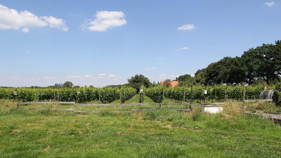 Virginie: “In 2006 zijn we gestart met de wijngaard. Wij houden wel van een uitdaging en met de nieuwe rassen was het mogelijk om in Nederland druiven te telen.