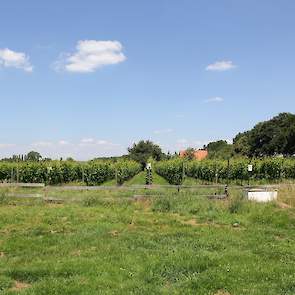 Virginie: “In 2006 zijn we gestart met de wijngaard. Wij houden wel van een uitdaging en met de nieuwe rassen was het mogelijk om in Nederland druiven te telen.