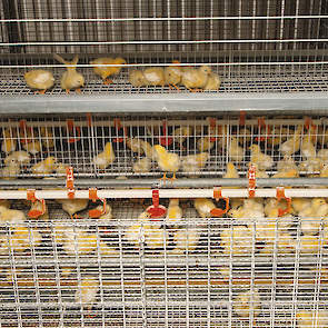 NATURA Filia met intern tussenverdieping