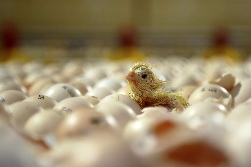 Kuiken komt uit een ei in vleeskuikenstal