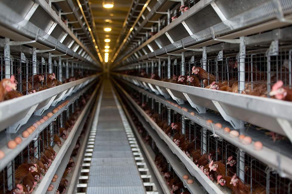 Polen verhandelt momenteel bijna een kwart van alle consumptie-eieren in de Europese Unie. Polen produceert steeds meer kooivrije eieren.