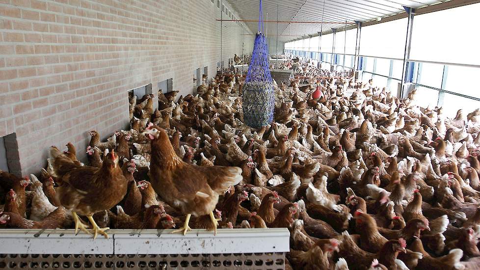 leerling Keizer verjaardag NVP: Meerkosten sterei meestal niet gedekt | Pluimveeweb.nl - Nieuws voor  pluimveehouders