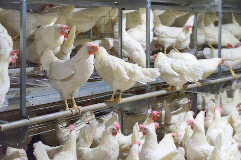 Hennen maken het zich gemakkelijk op de zitstokken