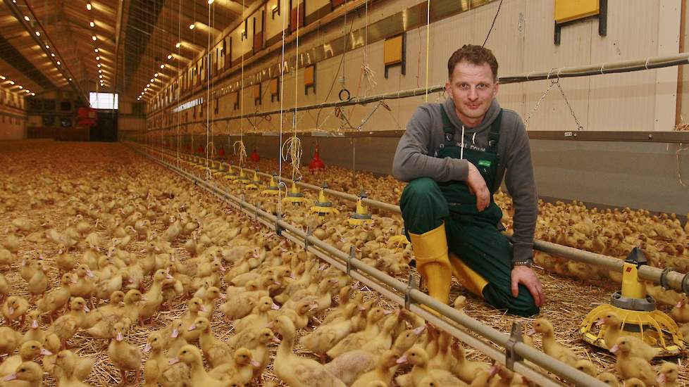 „Bij eenden heb je minder last van hittestress dan bijvoorbeeld vleeskuikens. De bezetting is met 7 dieren per meter relatief laag. Bovendien is een eend een heel ander dier dan een vleeskuiken.” Lees de uitgebreide reportage aanstaande zaterdag 2 februar