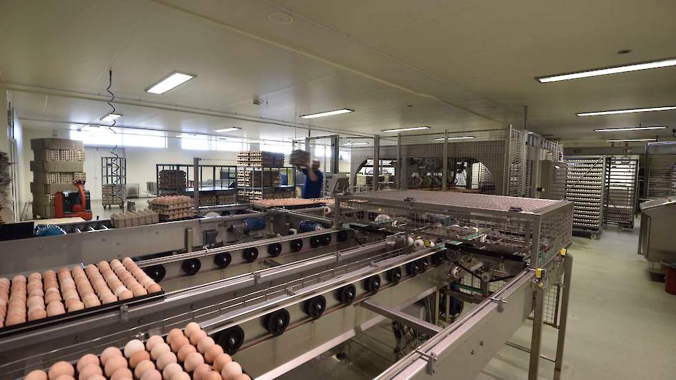 Het opleggen van de broedeieren. De broederij heeft drie afzonderlijke afdelingen met eigen ingang, douches, kantine om zo hygiënisch mogelijk te werken. De broedeieren worden aangeleverd op trays of broedlades en indien nodig gesorteerd.