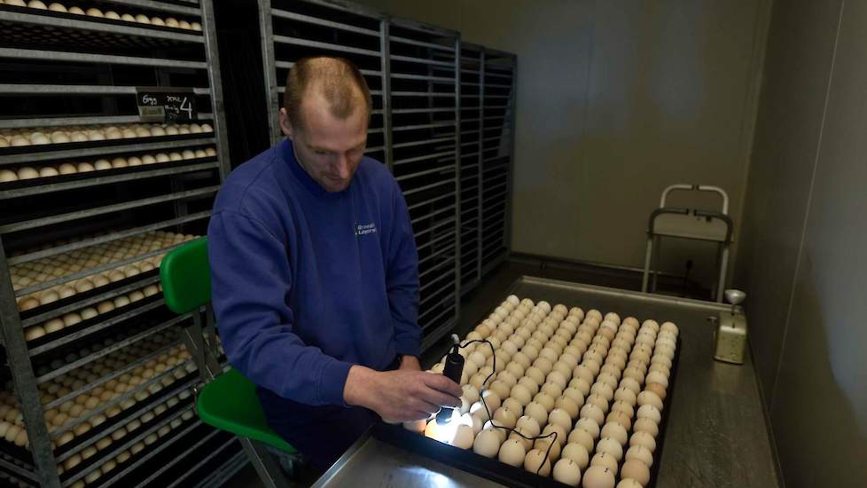 Van elke vermeerderaar wordt tweewekelijks een ingangscontrole van de broedeieren uitgevoerd. Per stal worden 450 broedeieren individueel met een schouwlamp gecontroleerd op haarscheuren, op de kop en vuilschaligheid. Samen met de resultaten bij de vleesk