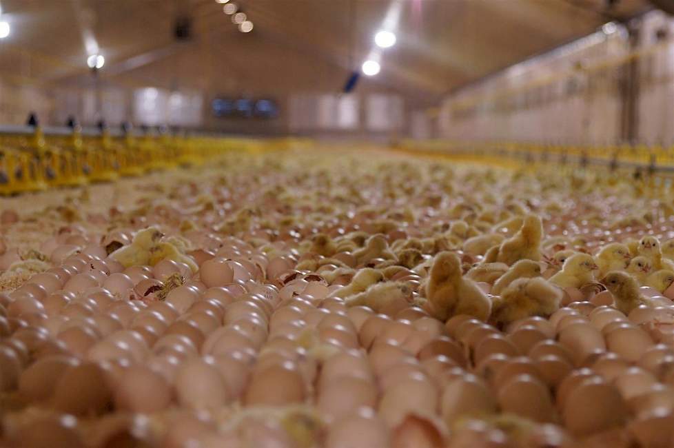 Nestborn, het nieuwe concept om eieren uit te laten komen in de stal, won in 2018 de Innovatieprijs Vlees.  