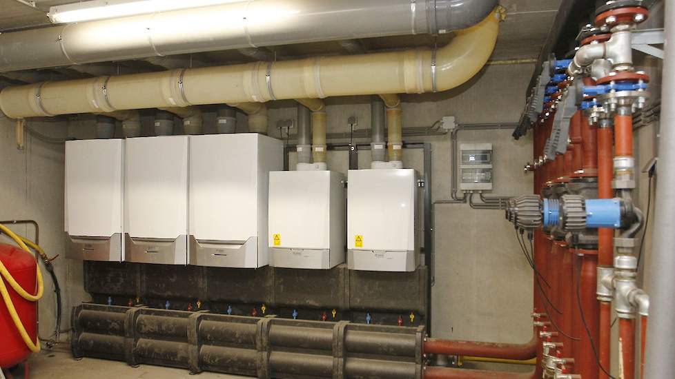 Buijs heeft een speciale ruimte waarin de cv-installatie voor de buizenverwarming van de drie stallen hangt. „We stoken op gas, maar wanneer het gas door belastingen straks duurder wordt, overwegen we de bouw van een houtkachel. Nu vonden we dat nog niet