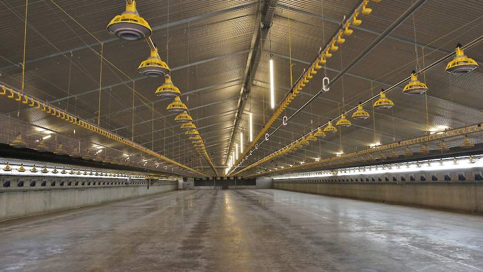 In iedere stal van 23 bij 95 meter biedt plaats aan 42.000 vleeskuikens. Hij zet 19,4 kuikens per meter op. In de stal hangen zes voerlijnen en zeven drinklijnen en drie rijen hangende LED-lampen.