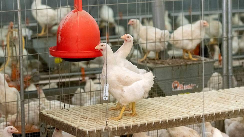 Met de springtafels wennen de dieren al aan de te verwachten hoogteverschillen in de stallen van vermeerderaars.