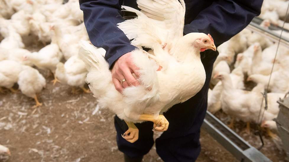 Op de flank van de kip groeien de veren het laatst. Een dicht en dik verendek zegt veel over de gezondheid van het dier.