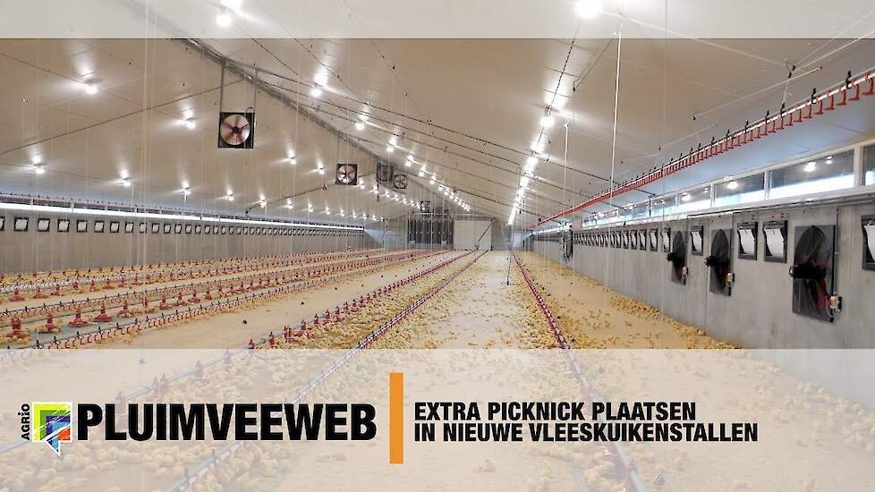 Extra picknick plaatsen voor eendagskuikens in nieuwe vleeskuikenstallen