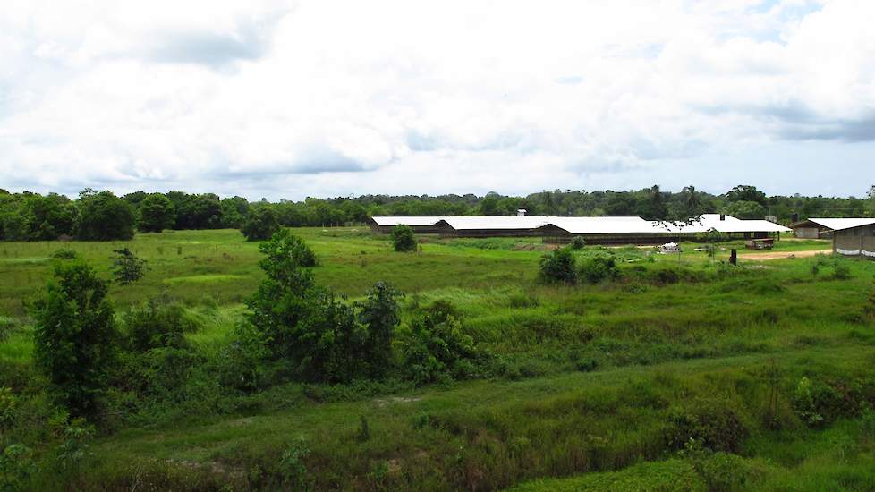 „Een Nederlander die hier in Suriname bedrijfsleider of compagnon wil worden, heet ik van harte welkom. Ik ben bijna 60 en heb geen opvolger. Hij kan dan één tak managen, bijvoorbeeld de slachterij of broederij, zodat ik daar geen omkijken meer naar heb”,