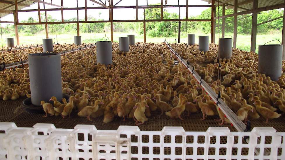 Van den Bergh vangt de eenden de eerste twee weken op in een hok met heaters. Daarna worden de eenden verplaatst naar één van de negen afmeststallen (foto). In deze stallen zit een roostervloer met daaronder een betonvloer.