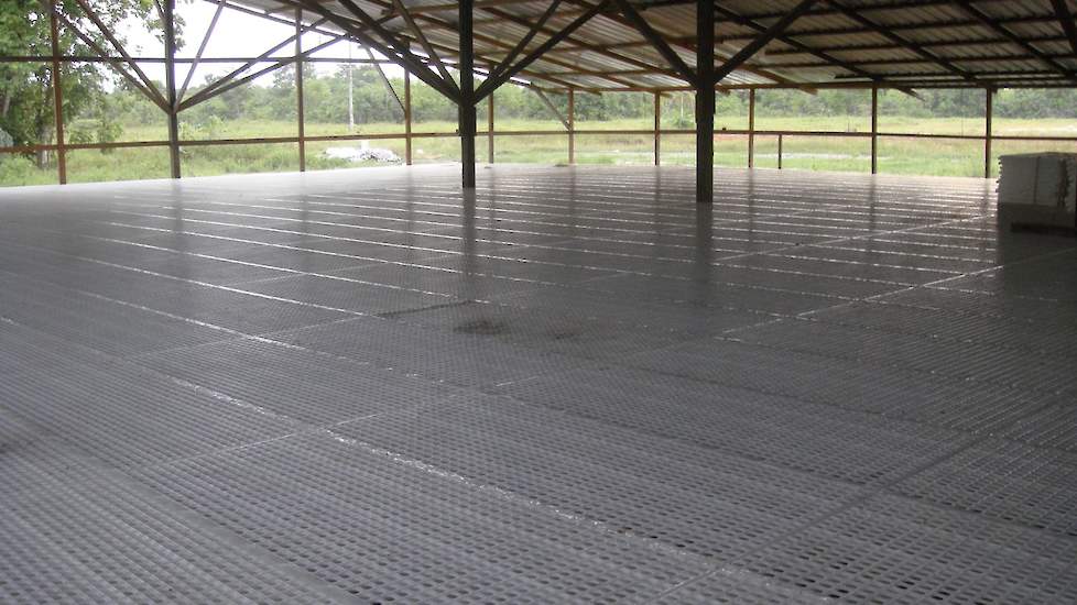 In de eendenstallen zit een roostervloer met daaronder een betonvloer. Bijstrooien van stro, zoals in Nederland gebruikelijk is bij eenden, doet Van den Bergh niet.