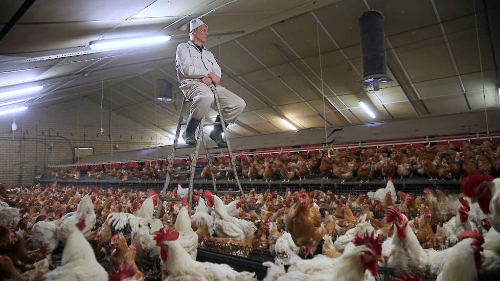 Adrie Sanders, vermeerderaar met traaggroeiende vleeskuikenouderdieren, observeert graag zijn kippen. Regelmatig gaat hij op zijn uitkijkpost zitten en bekijkt zijn kippen. „Dat doe ik al jaren. Aan het gedrag van de hanen en hennen kun je veel zien. Bijv