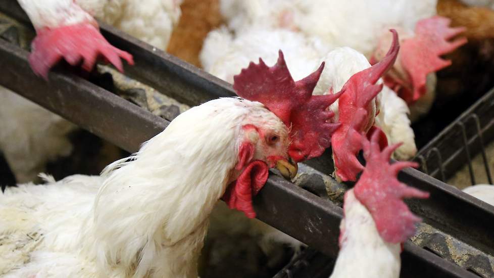 De hennen krijgen onbeperkt voer, de hanen beperkt. Adrie geeft de hanen ongeveer 40 gram snijmais als ruwvoer. Die extra ruwe celstof geeft een verzadigd gevoel. Adrie: „Hierdoor is er meer rust in de stal en is de onderlinge rivaliteit minder.” Hij meng