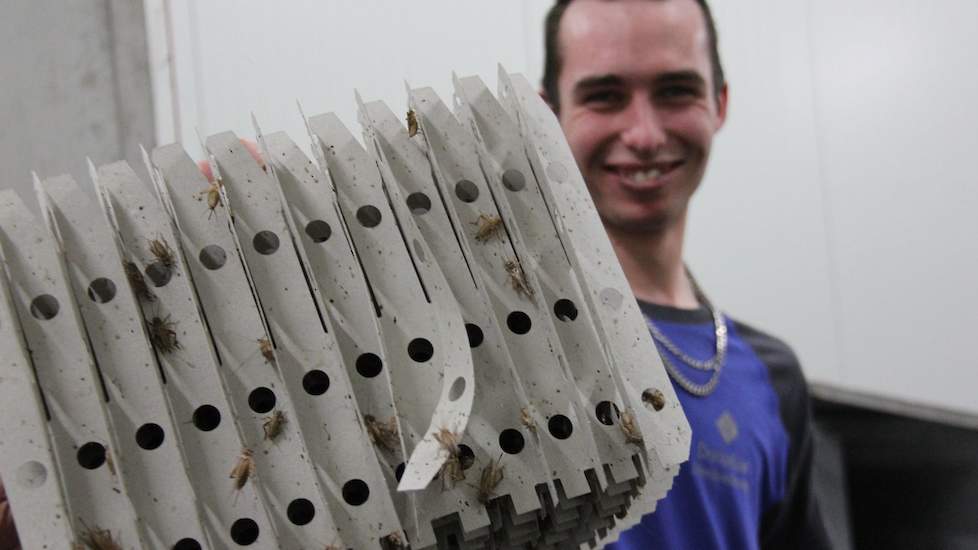 Medewerker Reinier maakt op drie dagen per week de raten leeg. Hij vangt als het ware de krekels voordat zij in de koeling gaan nadat ze een dag nuchter zijn. Dan hoef je namelijk niet de ingewanden te verwijderen.