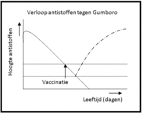 Schematische weergave verloop antistoffen bij kuikens