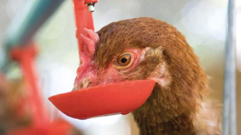 Hen drinkt uit lekbakje