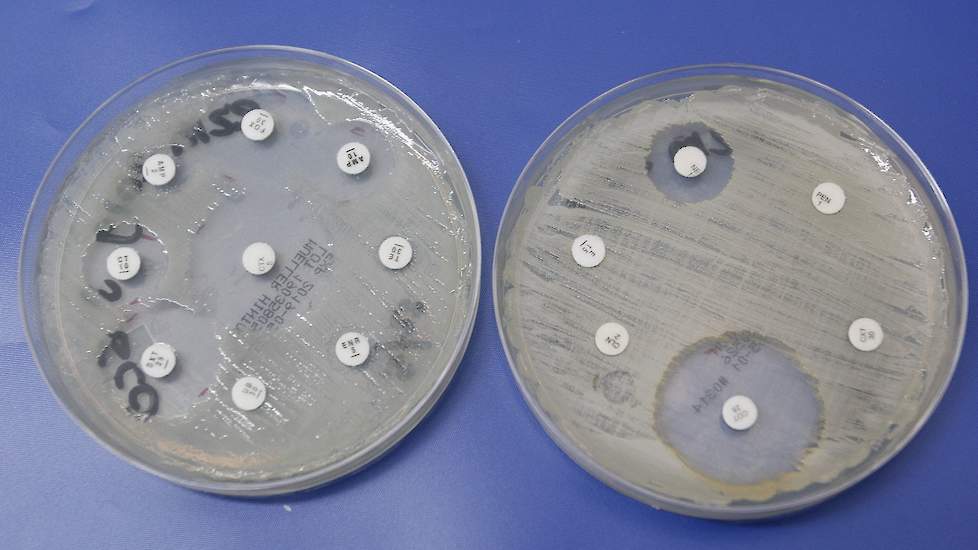 Voor een antibiotica-behandeling wordt een antibiogram gemaakt om te zien voor welk middel de bacterie gevoelig is.