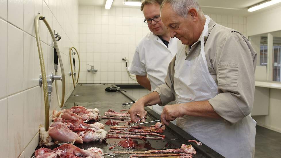 Thijs Slaats en Albert Weekers (l) in de sectiezaal van Poultry Vets. Dieren voor sectie moeten het koppelbeeld vertegenwoordigen. Slaats: „Alleen goede of zieke dieren insturen heeft geen zin.”