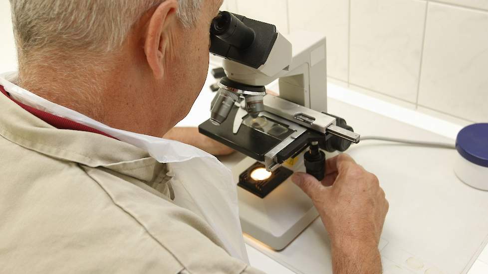 Tijdens de sectie verricht Slaats parasitologisch onderzoek van de darmen op wormeitjes of coccidiën.