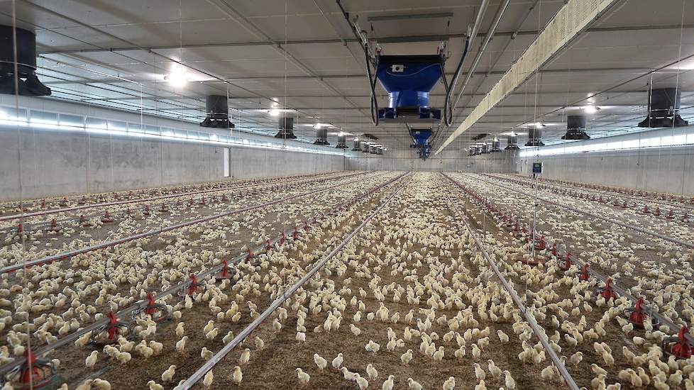 In het plafond zitten twee rijen met mixluchtkokers. De ventilatoren zuigen warme stallucht uit de stal.