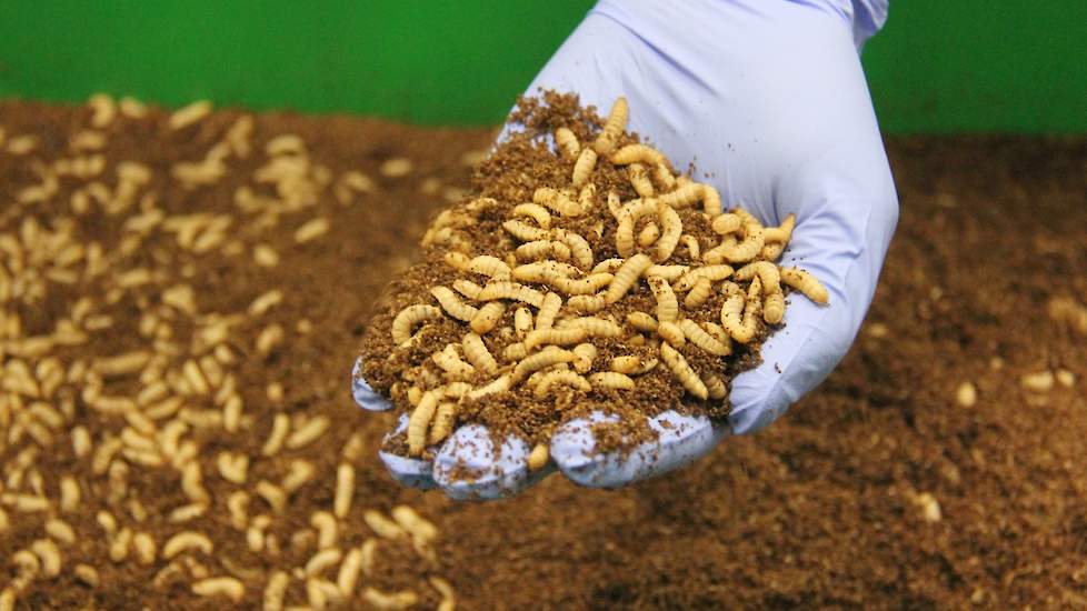 De reststromen van de industrie gebruikt Protix als substraat (voer) voor Zwarte soldaatvliegen, die hier nog in hun voedingsbodem krioelen als worm. Door dieren te voeden met eiwitten uit de insecten die Protix zelf kweekt, neemt de druk op natuurlijke b