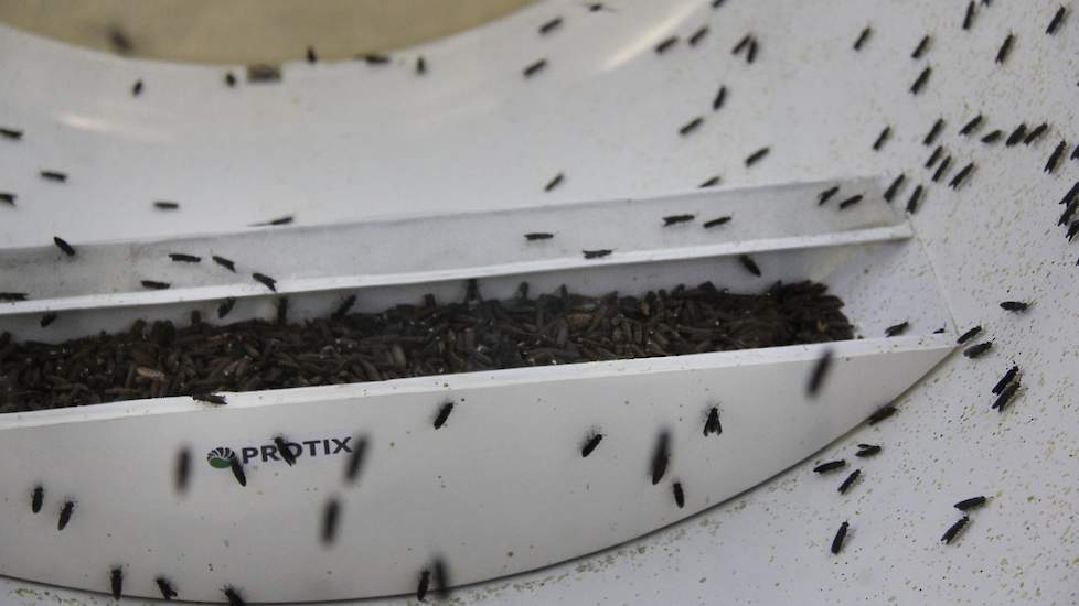 In de bak liggen de poppen, de omhulsels waaruit de Zwarte Soldaatvliegen kruipen. De minister gaf in een toespraak haar kijk op de markt en legt uit waarom insecten onderdeel zijn van haar visie voor de toekomst van ons voedselsysteem. Het sprookje van E