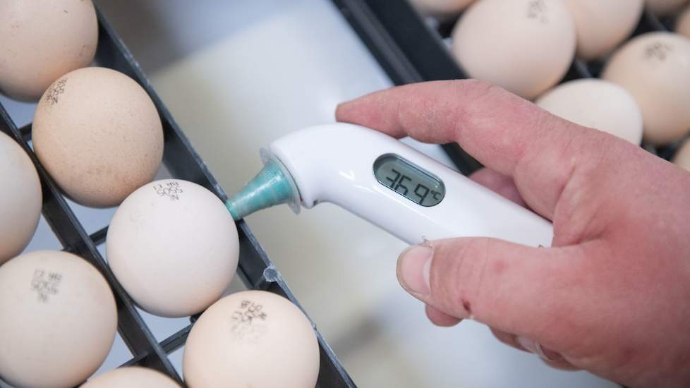 Broederij Schotman levert de 19 daagse bebroede eieren aan het vleeskuikenbedrijf. Janssen start direct met temperatuurmetingen van de eieren. „De temperatuur van de eierschaal moet dan 36 tot 38 graden Celsius zijn, de staltemperatuur is 33 tot 34 graden