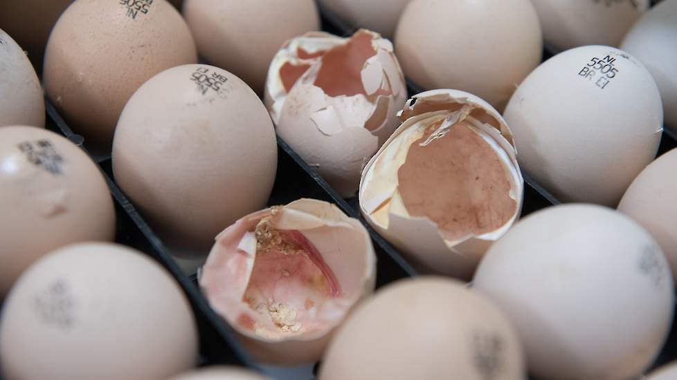Lege doppen tussen nog niet uitgekomen broedeieren. De eerste eieren komen uit op dag -3 (dag 19 van het broeden), de laatste op dag 0; de normale uitkomstdag in de broederij. Elk kuiken kan individueel op zoek naar water en voer waardoor het kuiken goed