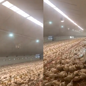 Eri van Veldhuisen laat op Twitter een filmpje zien van de nevelkoeling en hoe de meeste van zijn kippen de koele stal verkiezen boven de warme uitloop.