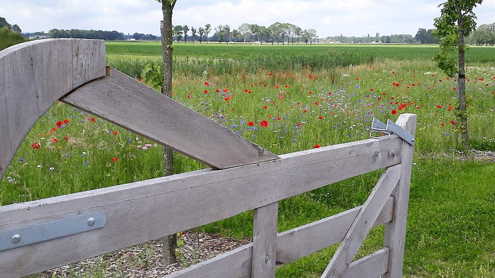 Leghennenhoudster Nathalie deelde deze foto vanaf haar erf. ,,Warm weer voorspeld. Straks even ons koelsysteem testen: water op het dak sproeien. Bij onze kippen #geenhittestress", schrijft zij op Twitter.