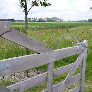 Leghennenhoudster Nathalie deelde deze foto vanaf haar erf. ,,Warm weer voorspeld. Straks even ons koelsysteem testen: water op het dak sproeien. Bij onze kippen #geenhittestress", schrijft zij op Twitter.