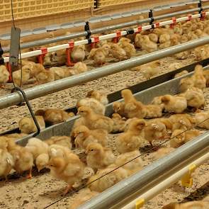 „Veel bijverwarmen is op deze dagen niet nodig. De stallen blijven nu mooi makkelijk op temperatuur. En de kuikens merken niks van de warmte buiten, daar hebben we zelf méér last van! #geenhittestress."