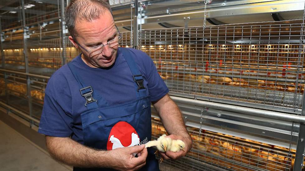 De opfokker bekijkt regelmatig de veren en poten van zijn kuikens en/of hennen. „Als er stukken uit de veren zijn, duidt dit op het begin van pikkerij. Zelfs bij jonge kuikens kun je dit al zien. Als dat het geval is, onderneem ik direct actie.” Benieuwd