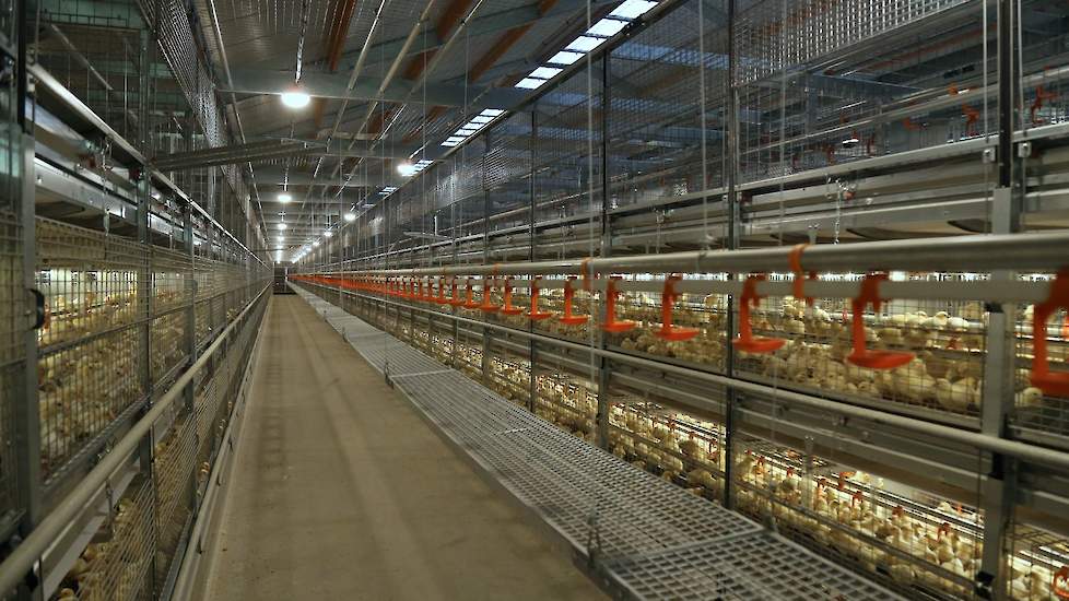 Hij koos voor een lichtstraat in de nok. „Daglicht is verplicht in leghennenstallen. Daar moet je als opfokker op inspelen. Vroeger was het in de opfok veel donkerder dan in legstallen. Vervolgens zagen we geregeld pikkerij in de legstal. Als je logisch n