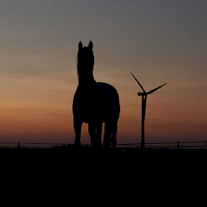 Niet alleen koeien weiden tijdens de hitte 's nachts of 's ochtends vroeg, ook de paarden van akkerbouwer Carina Steendam gaan 's avonds naar buiten in plaats van overdag. Dan staan ze in de koele stal.