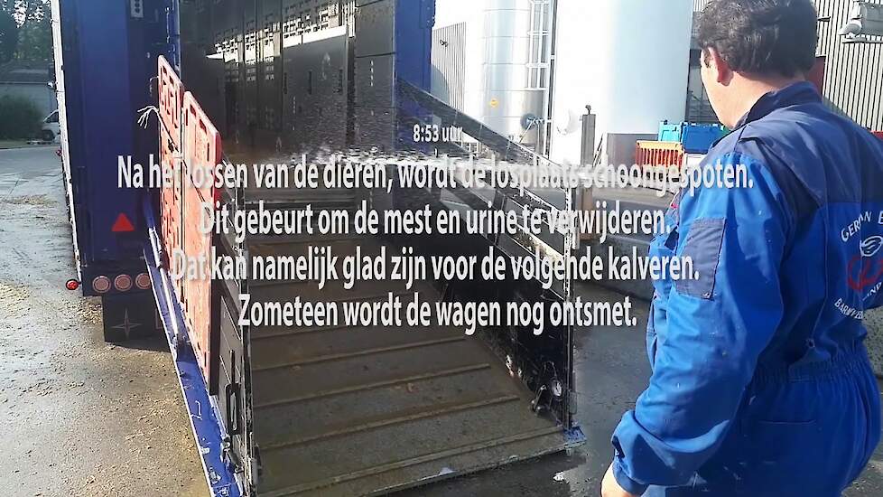 Mee op kalvertransport tijdens de hitte