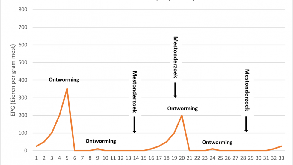 Figuur 2 Ontwormen op basis van ernst van infectie, binnen de prepatent periode. De infectiedruk blijft op deze manier lager, terwijl het aantal ontwormingen gelijk gebleven is. Betreft fictieve data.